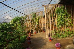 图 告别传统农家乐,番茄联合国打造新型旅游生态庄园 北京旅游