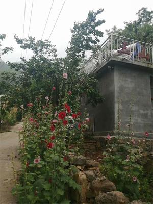 河南新乡秋沟三山脑山庄农家院